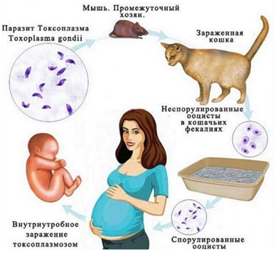 Простатит у собак - заболевания предстательной железы у собак в Москве. Ветеринарная клиника "Зоостатус"