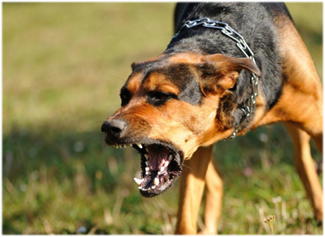 Отеки у собаки: признаки, первая помощь, лечение, профилактика. | 
Ветеринарная служба Владимирской области