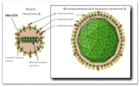 Вирус гепатита картинка