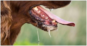Клещи у собак: что делать после укуса и как вытащить? Симптомы и лечение