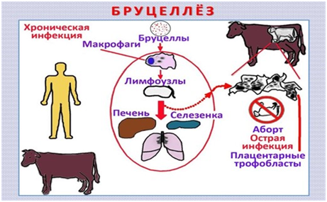 Презентация бруцеллез животных