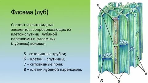 Что значит отведать березовой каши